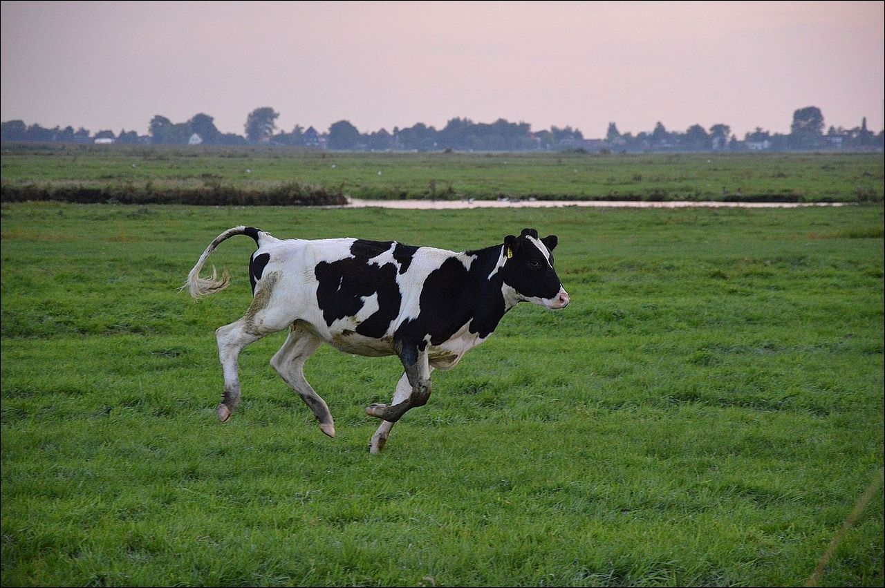 bull-gd91c632c1_1280