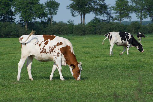 cows-4301076__340
